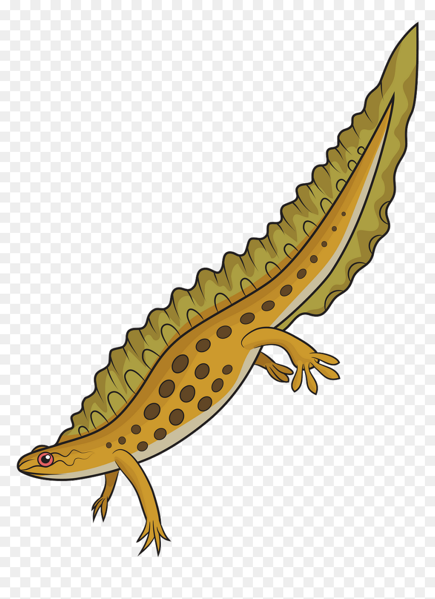 Greater Short-horned Lizard, HD Png Download - newt png