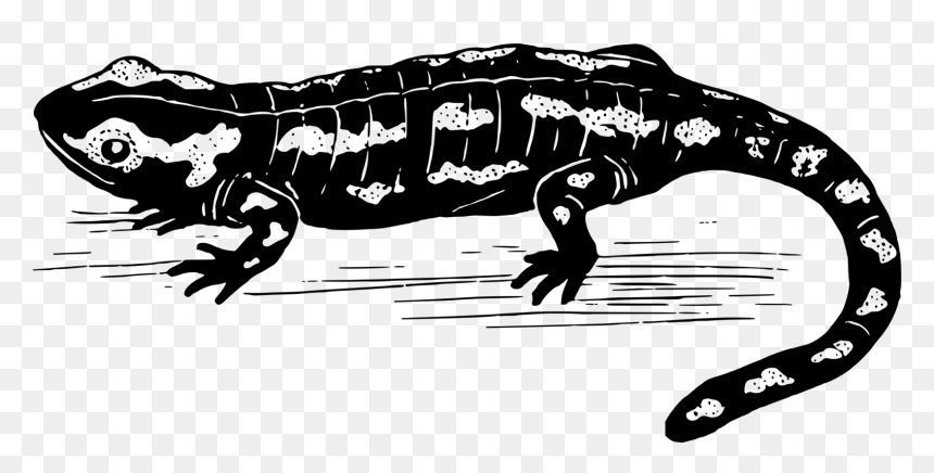 Salamander Black And White Clipart, HD Png Download - newt png