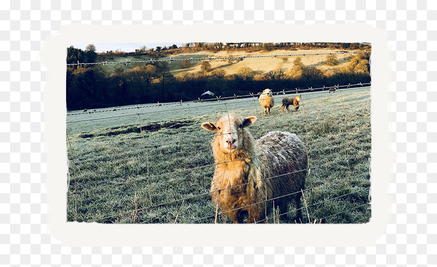 Sheep, HD Png Download - sky crackers png