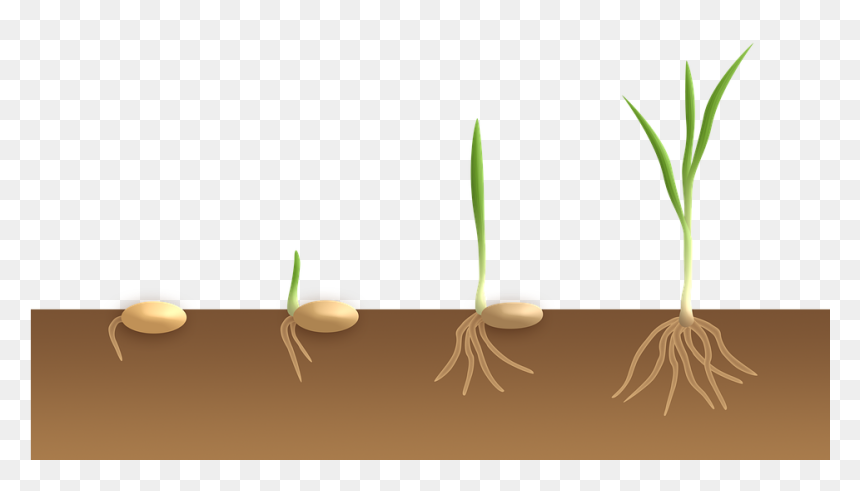 Germination Monocotylédone, HD Png Download - sprout png