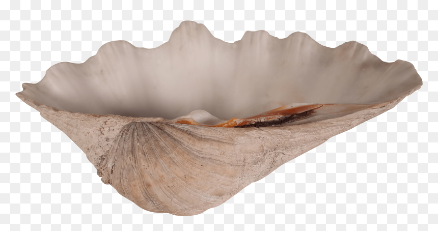 Driftwood, HD Png Download - clam png