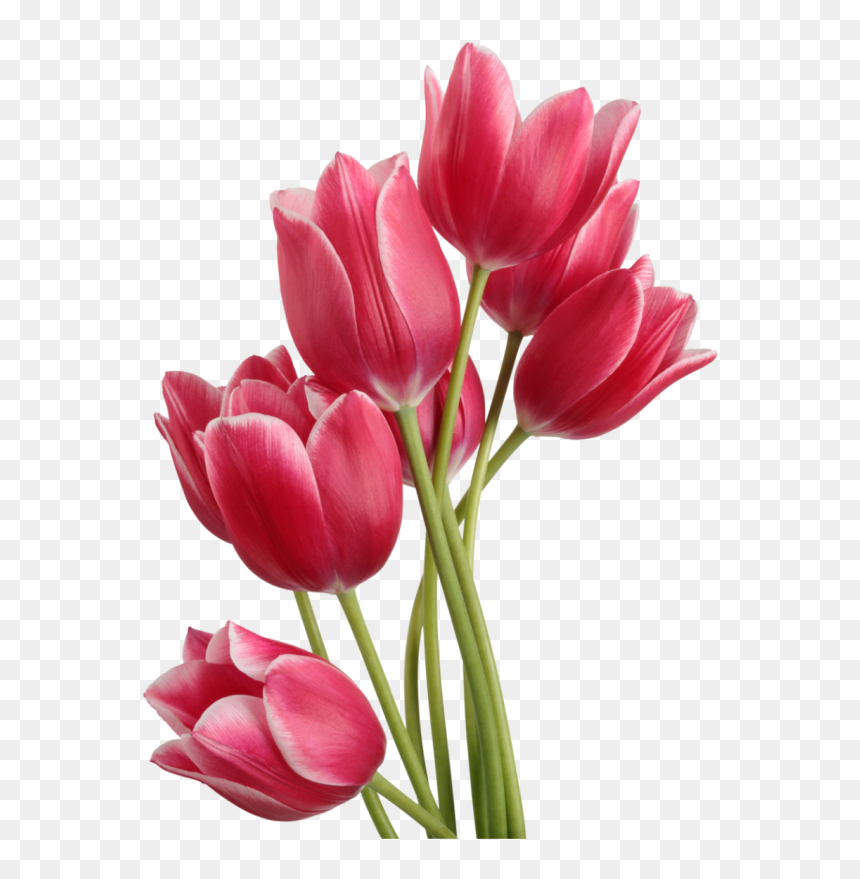 Tulip Png, Transparent Png - png flowers background images