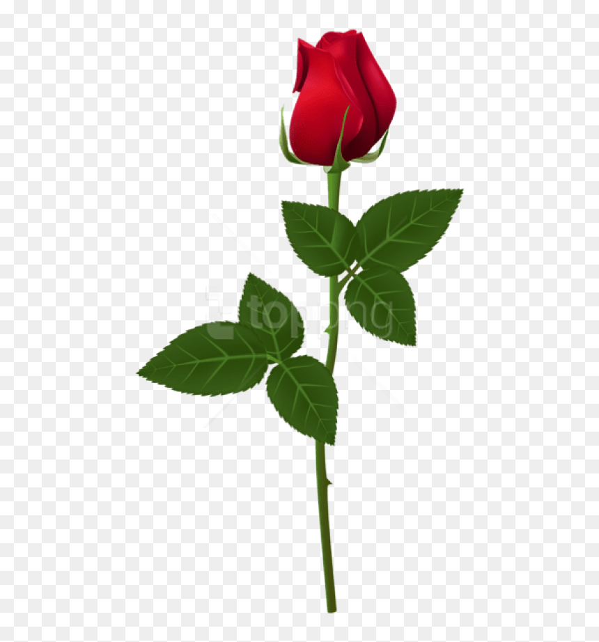Rose Png For Picsart, Transparent Png - rose png