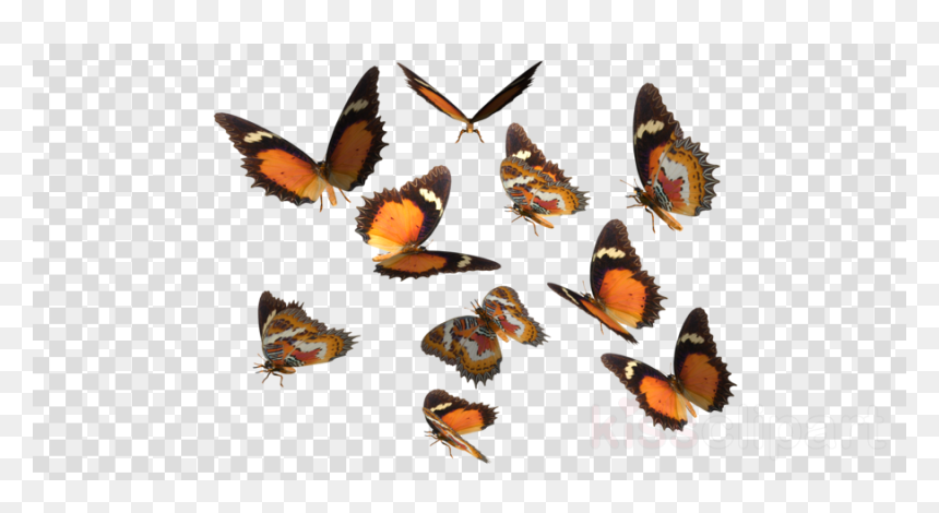 Cricket Bat Ball Png, Transparent Png - butterfly png