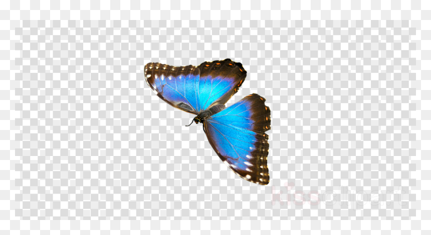 Pakistan Cricket Logo Png, Transparent Png - butterfly png