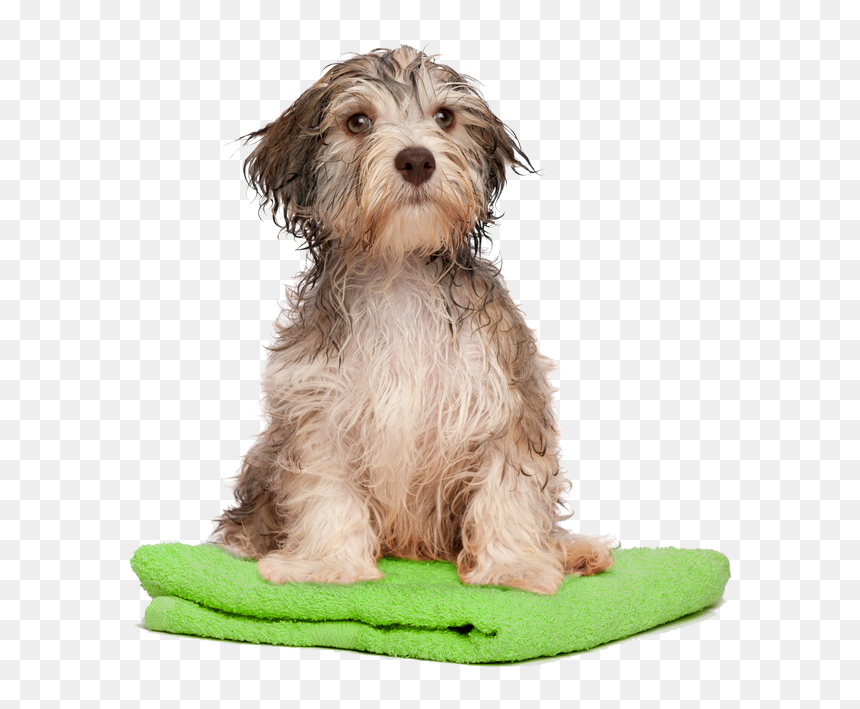 Transparent Dog In Bath, HD Png Download - dog png