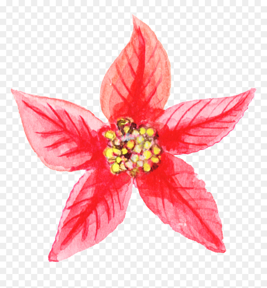 Poinsettia, HD Png Download - christmas png