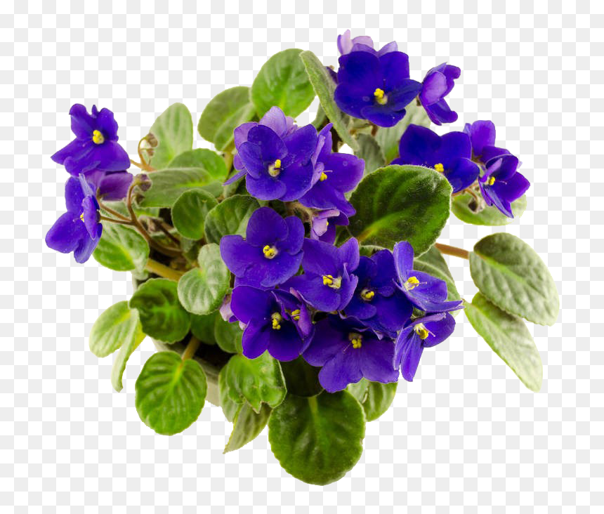 African Violet Fresh Flower, HD Png Download - violets png