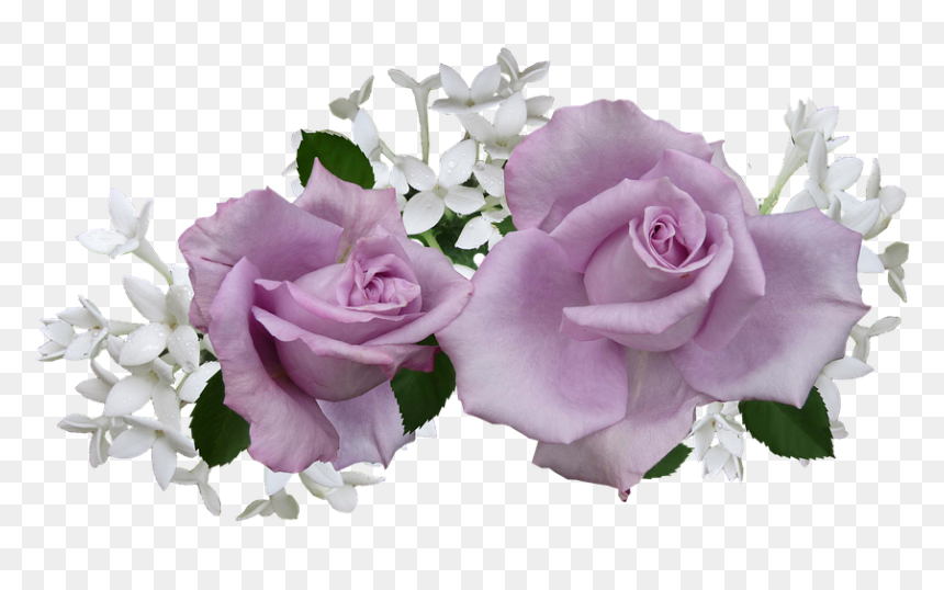 White And Purple Roses Transparent, HD Png Download - violets png
