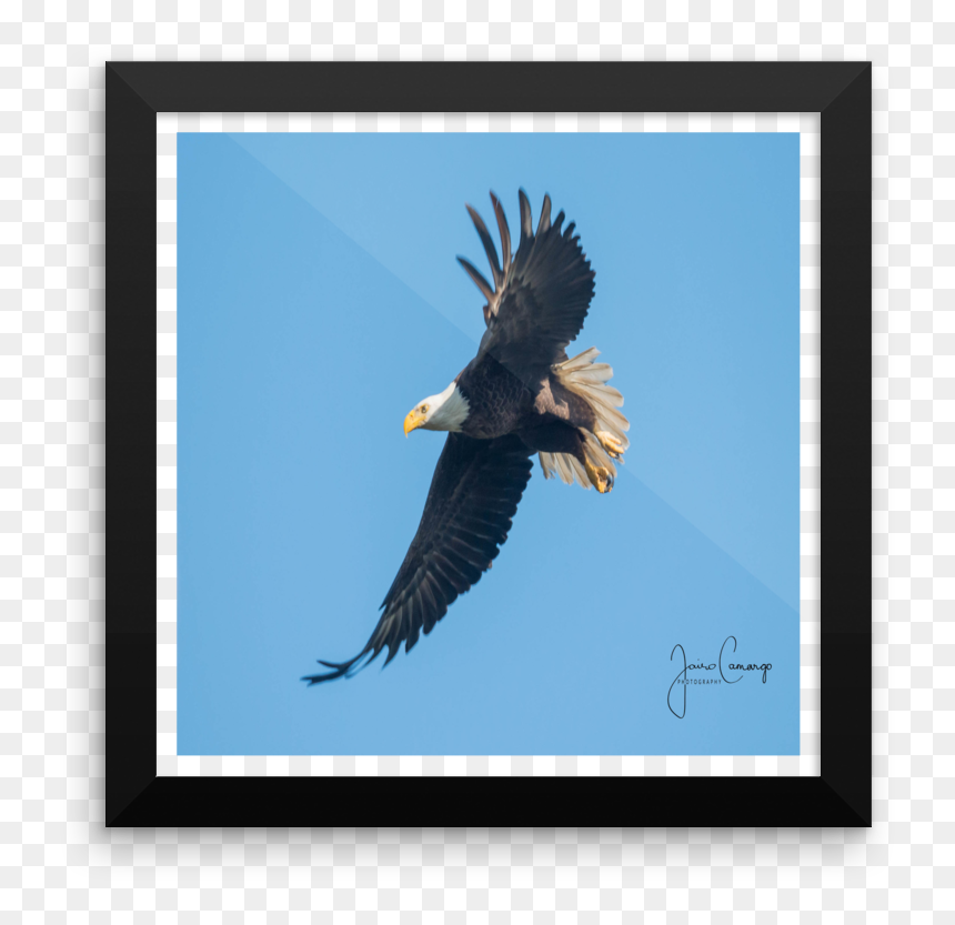 Baldeagleflying 89 Copy Mockup Wall Original - Bald Eagle, HD Png Download - bald eagle flying png