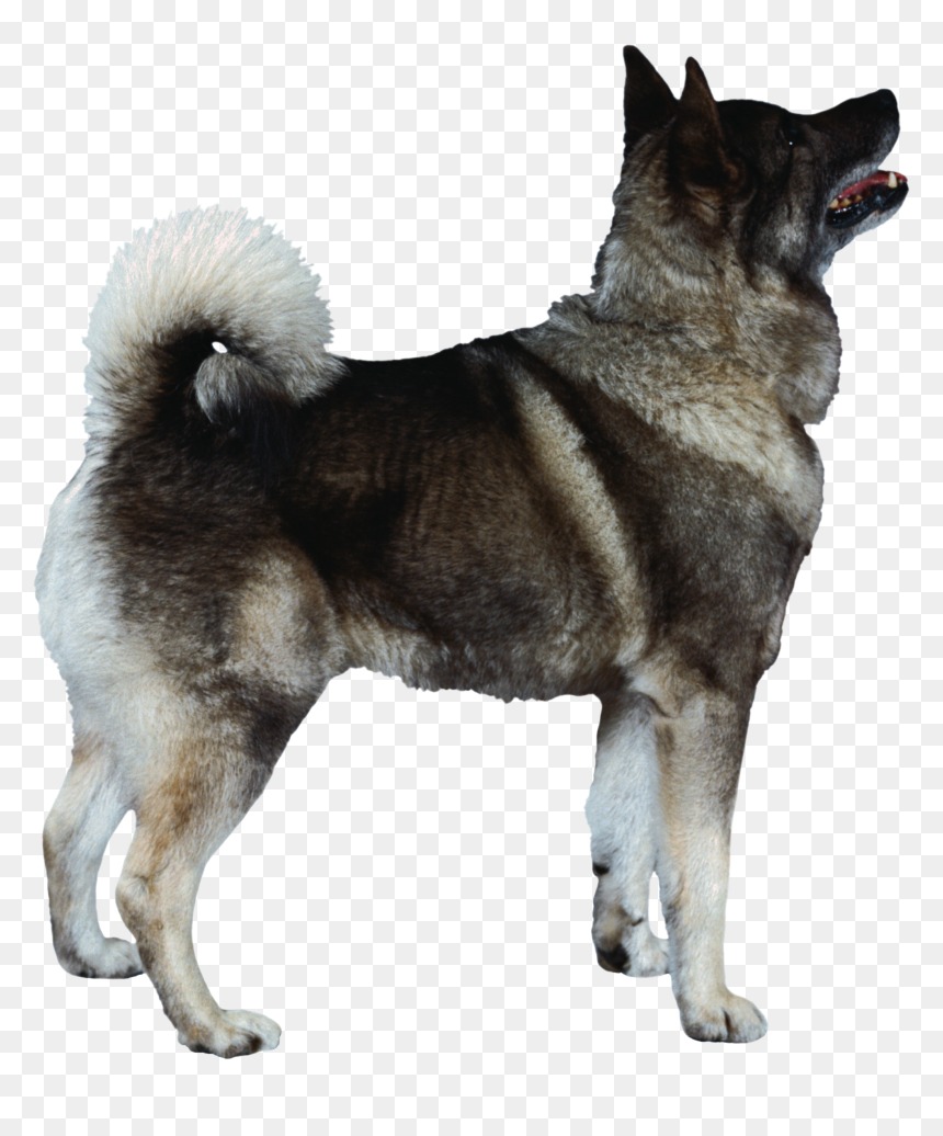 Dog Png - Norwegian Elkhound, Transparent Png - free dog png
