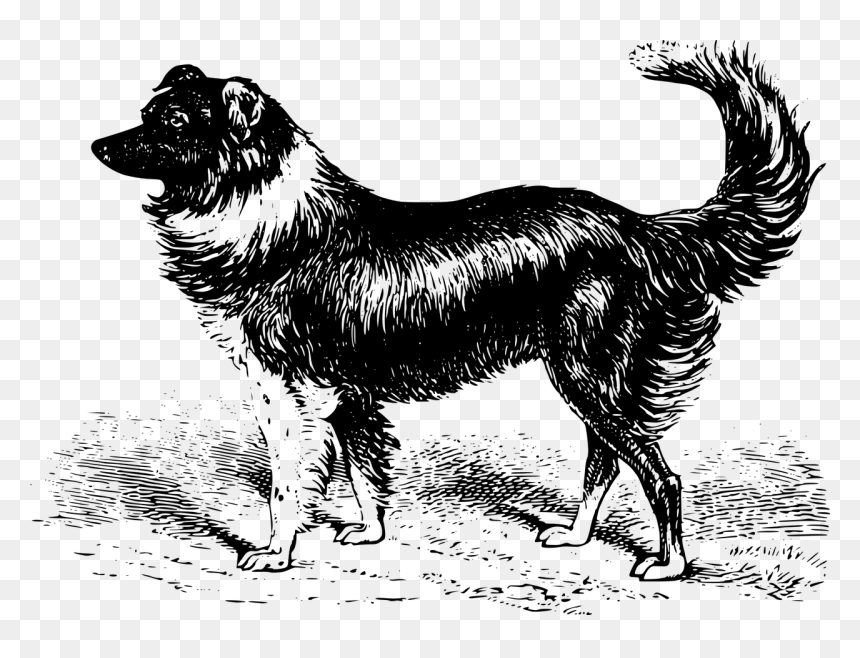 Dog Illustration White Png, Transparent Png - dogpng