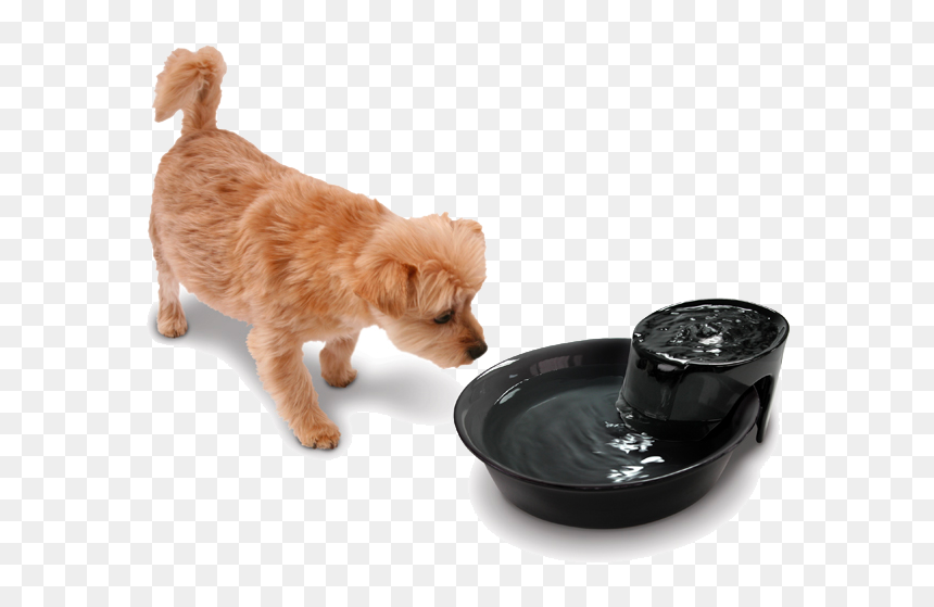 Abandoned Dog Png Free Download - Dog Drinking Water Png, Transparent Png - dogpng