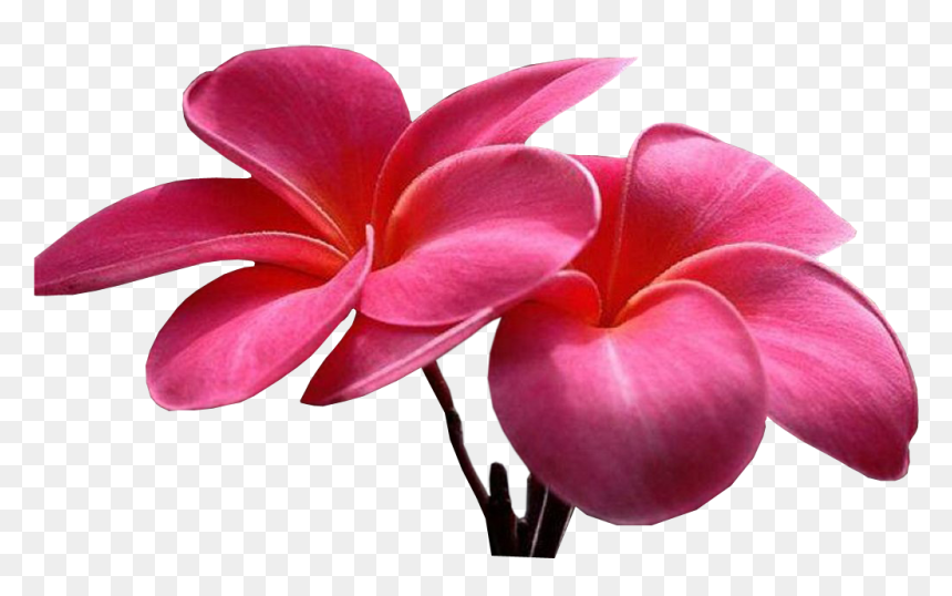 Sweet Picture Of Flower , Png Download - Colorful Flower Hd Image Png, Transparent Png - colorful flower png