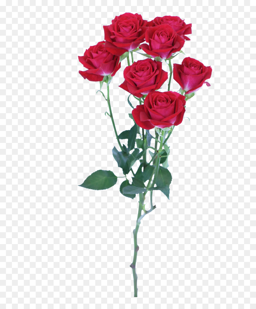 Spray Of Roses Png, Transparent Png - colorful flower png