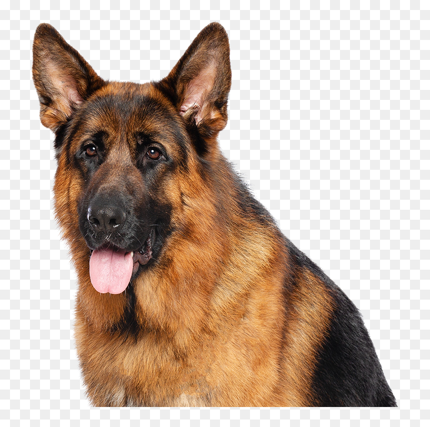 German Shepherd Poodle Cross Breed, HD Png Download - german shepherd puppy png