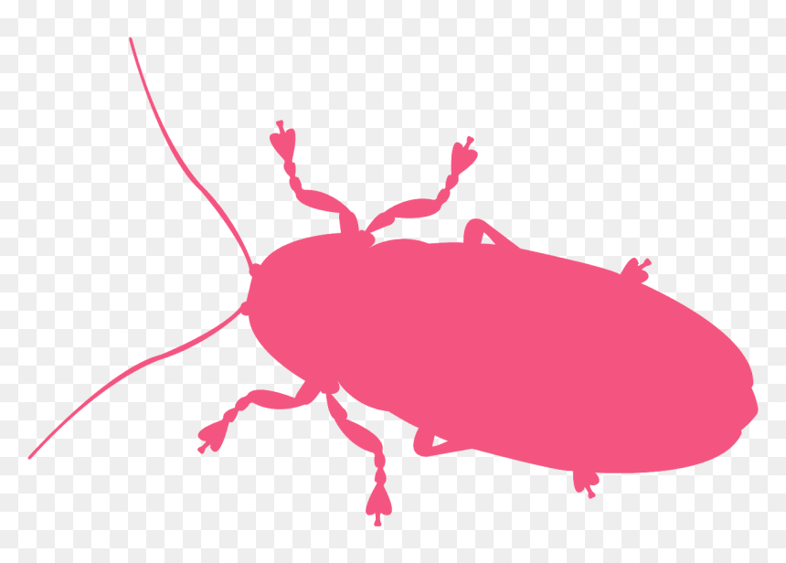 Weevil, HD Png Download - firefly insect png