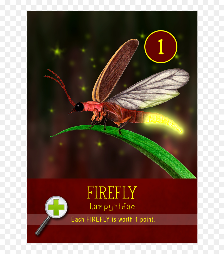 Firefly, HD Png Download - firefly insect png