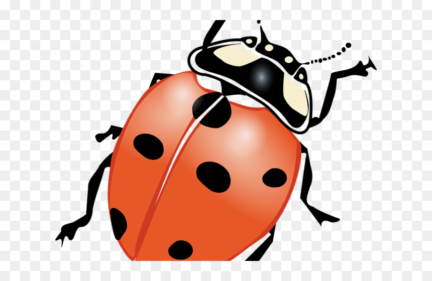 Ladybug Images Black And White - Ladybird Black And White Clipart, HD Png Download - firefly insect png