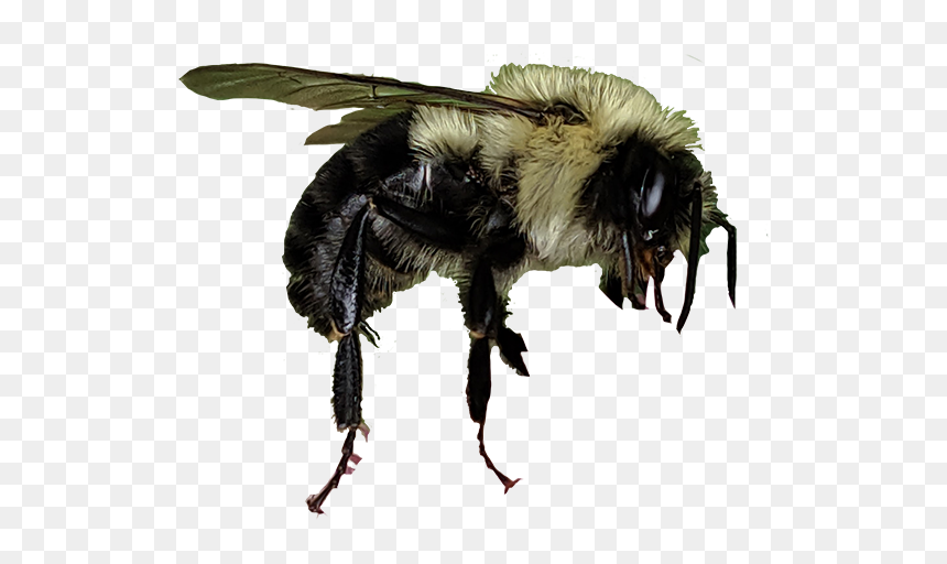 Honeybee, HD Png Download - firefly insect png