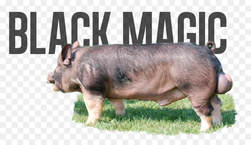 Domestic Pig, HD Png Download - pig head png