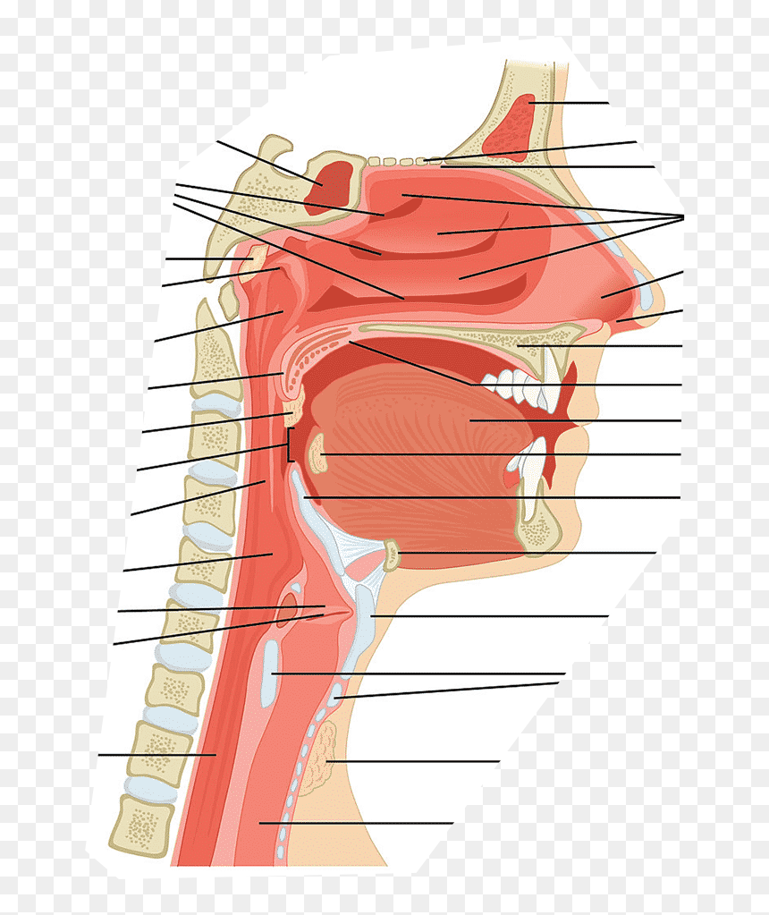 Sagittal View Of Neck, HD Png Download - breathing png