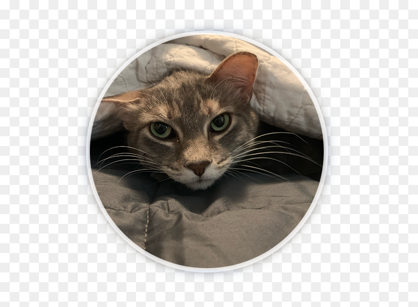Domestic Short-haired Cat, HD Png Download - grumpy cat face png