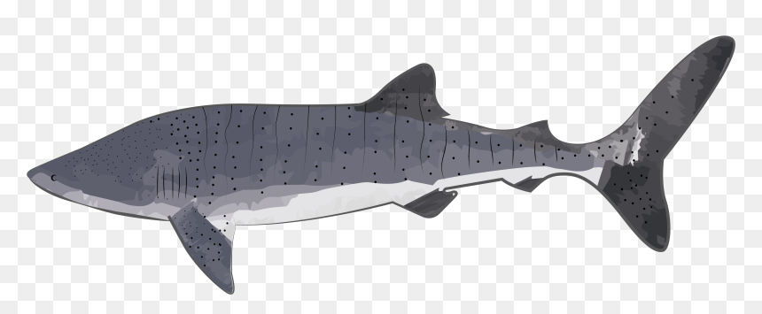 Whale Shark, HD Png Download - tiburon png