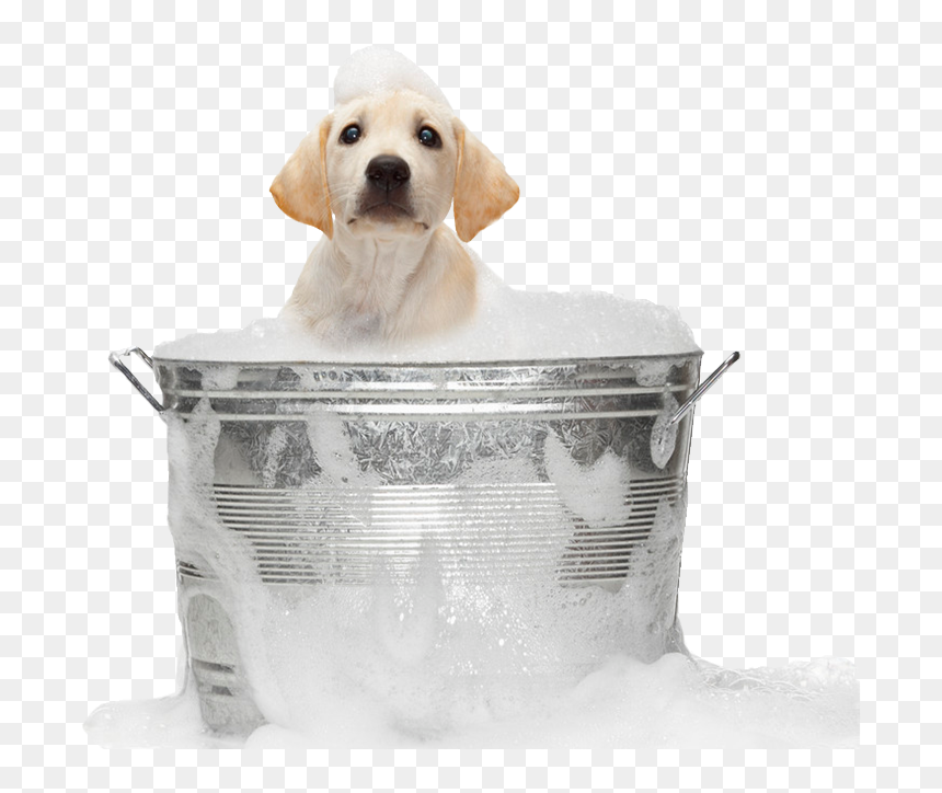 Thumb Image - Dog In Bath Png, Transparent Png - dog bath png