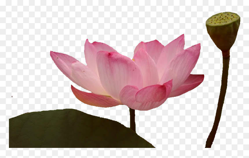 Sacred Lotus, HD Png Download - lotus flowers png