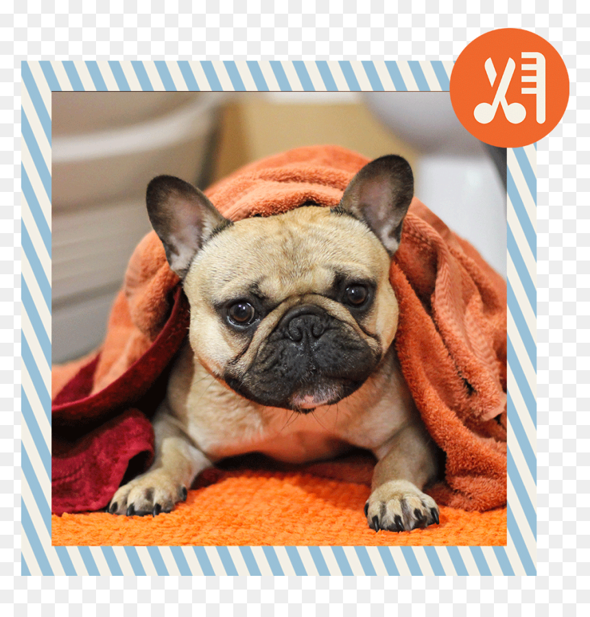 5 - French Bulldog, HD Png Download - dog bath png