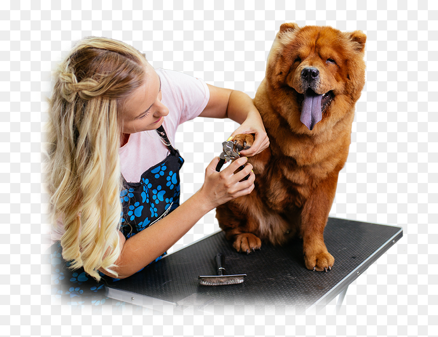Chow Chow, HD Png Download - dog bath png
