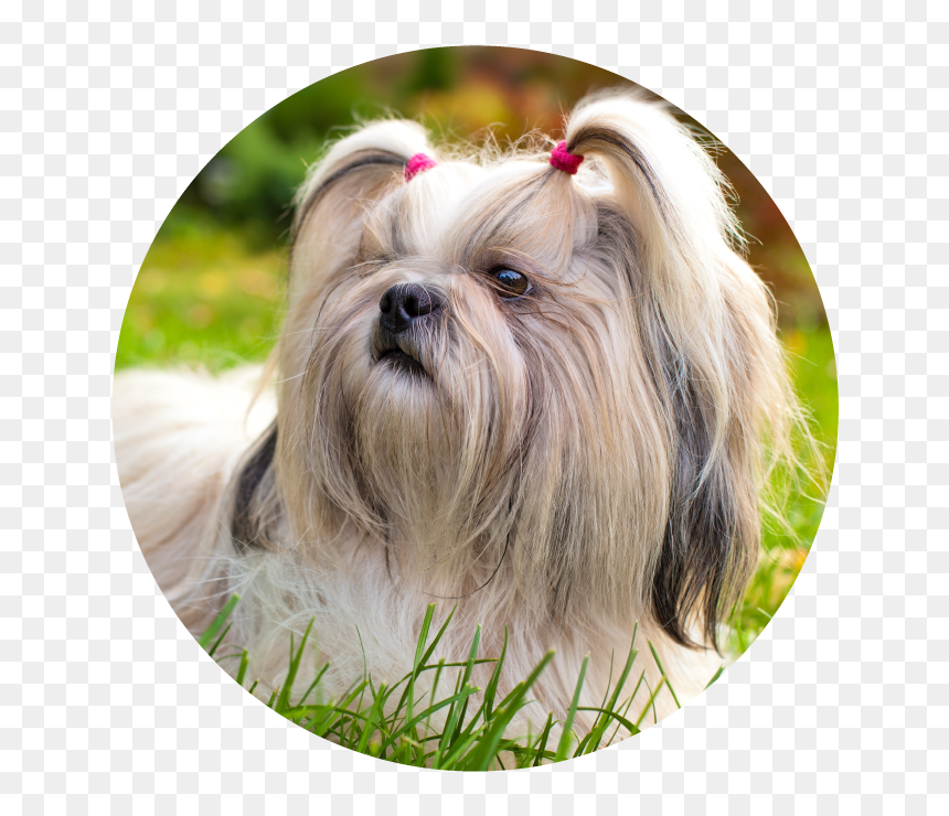 Shih Tzu Lhasa Apso Bichon Frise, HD Png Download - dog bath png