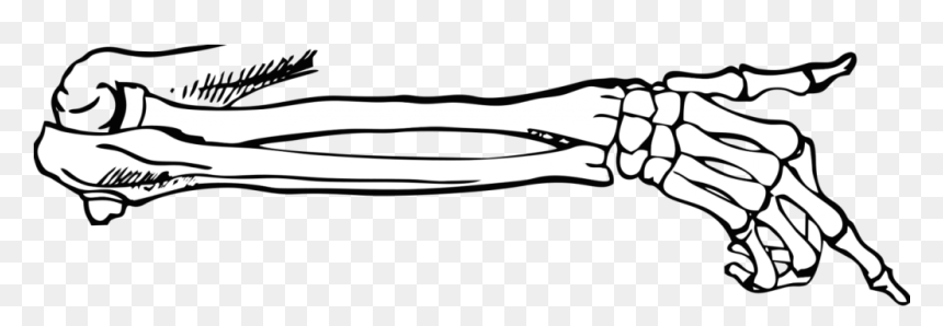 Book Anatomy 101, Parts Of The Book Body By Joel Friedlander - Skeleton Arm Png, Transparent Png - png body parts