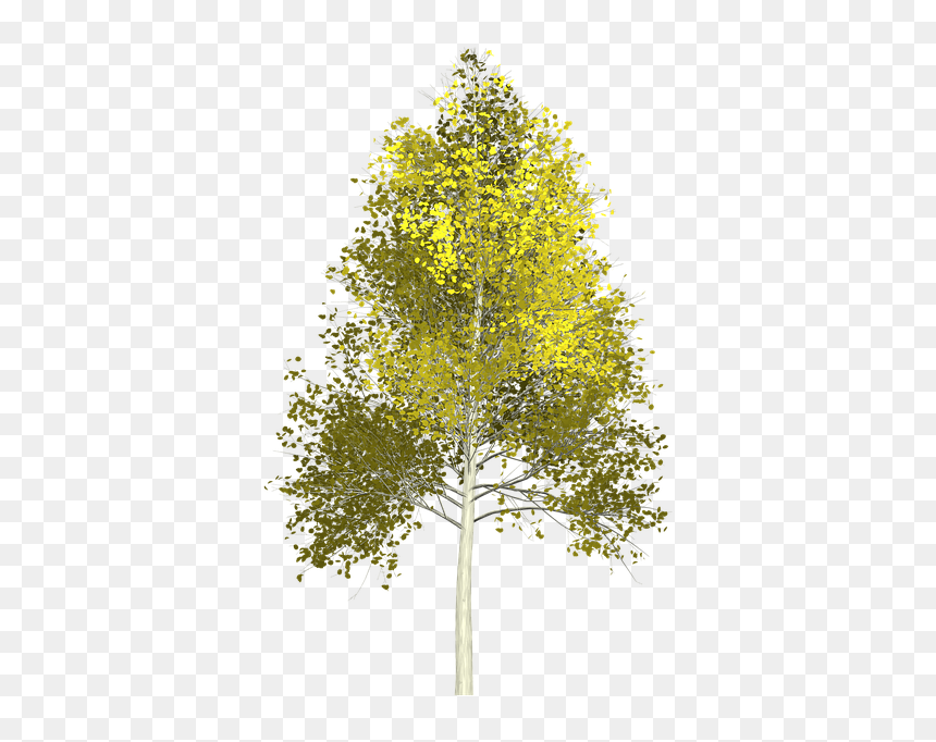 Quaking Aspen Png, Transparent Png - birch trees png