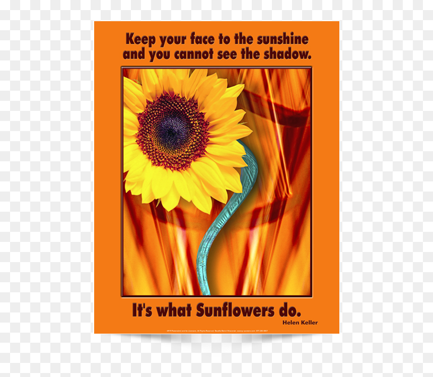 This Is The English Version Of Poster Design - Sunflower, HD Png Download - helen keller png