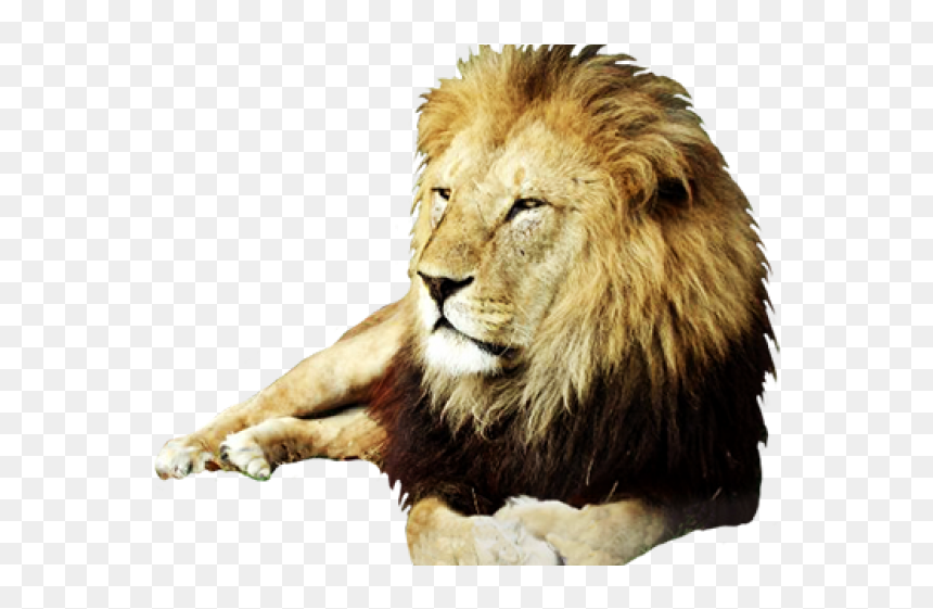 Real Lion Clip Art, HD Png Download - realistic explosion png