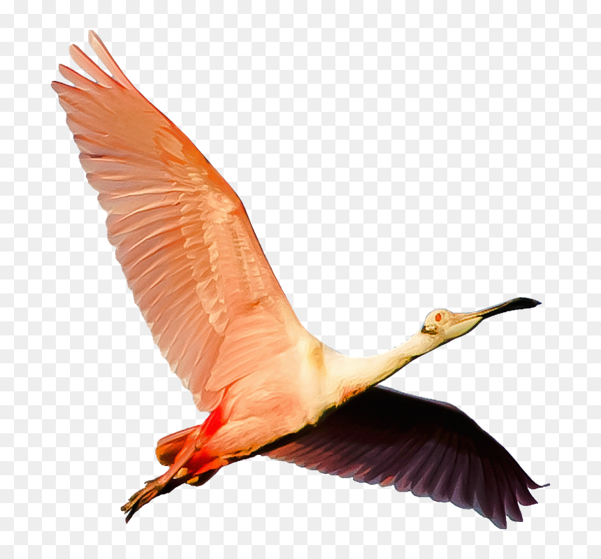 Animali Simili Al Fenicottero, HD Png Download - isolated birds png