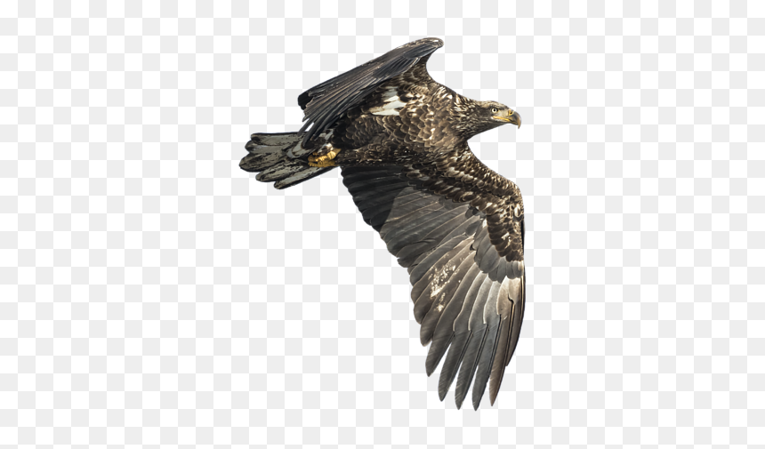Golden Eagle, HD Png Download - isolated birds png
