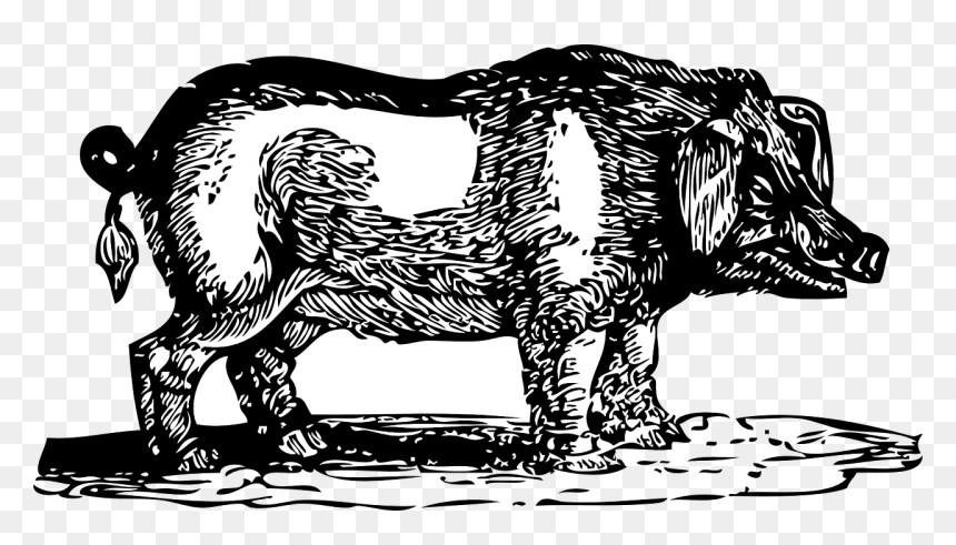 Hog Clip Art, HD Png Download - wild animal png