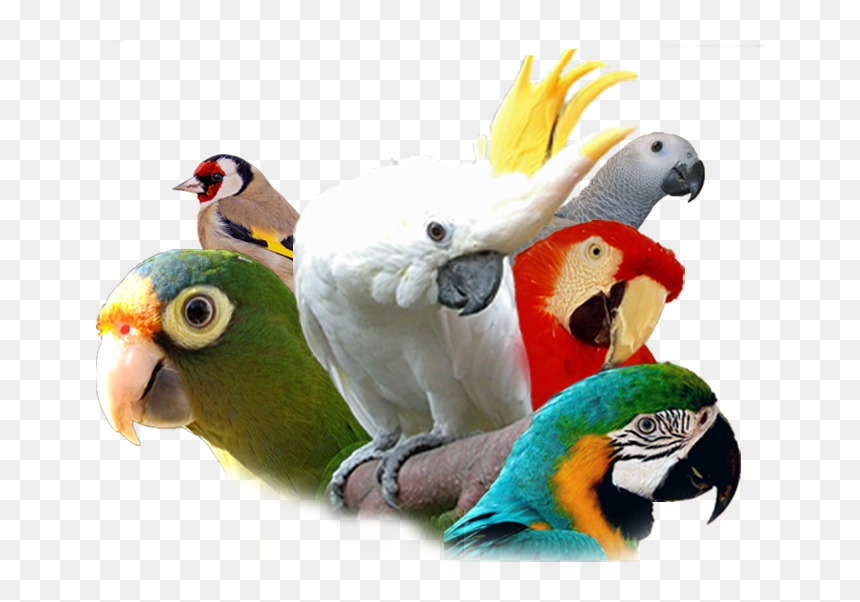 13º Campeonato Internacional C - Cacatuas Guatemala, HD Png Download - wild animal png
