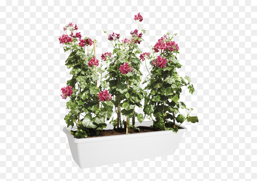 Bougainvillea, HD Png Download - top view of tree png