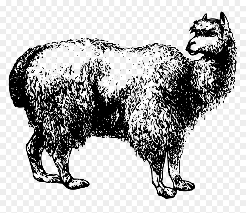 Livestock,monochrome Photography,carnivoran - Alpaca, HD Png Download - yarn clipart png
