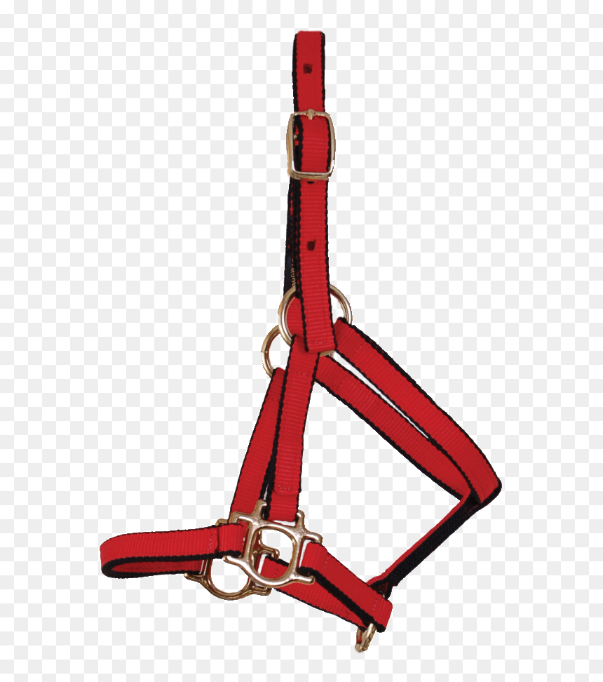 Halter, HD Png Download - foal png