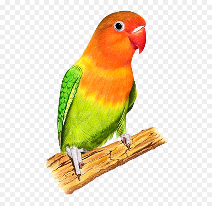 Colour Parrot Png Hd, Transparent Png - love bird png