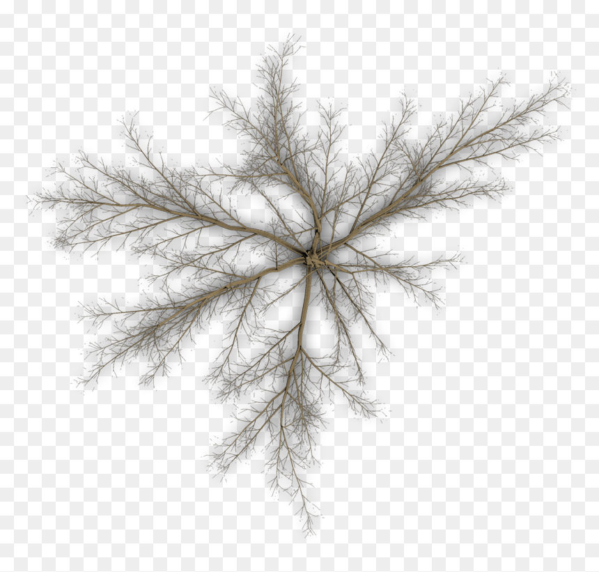 Pond Pine, HD Png Download - pine tree top view png