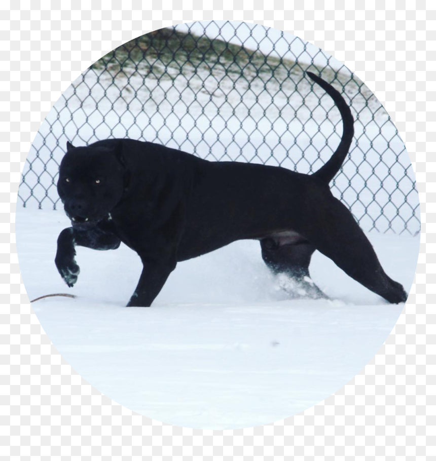 Picture - White Sands Missile Range, HD Png Download - pitbull puppy png