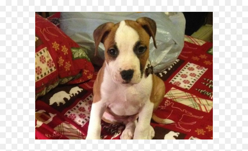 American Pit Bull Terrier, HD Png Download - pitbull puppy png