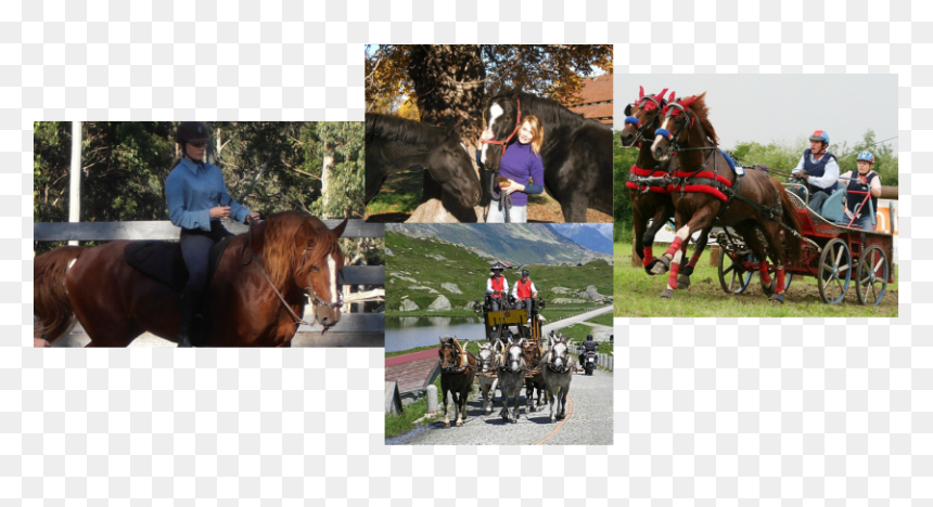 Picture - Stallion, HD Png Download - horse and carriage png