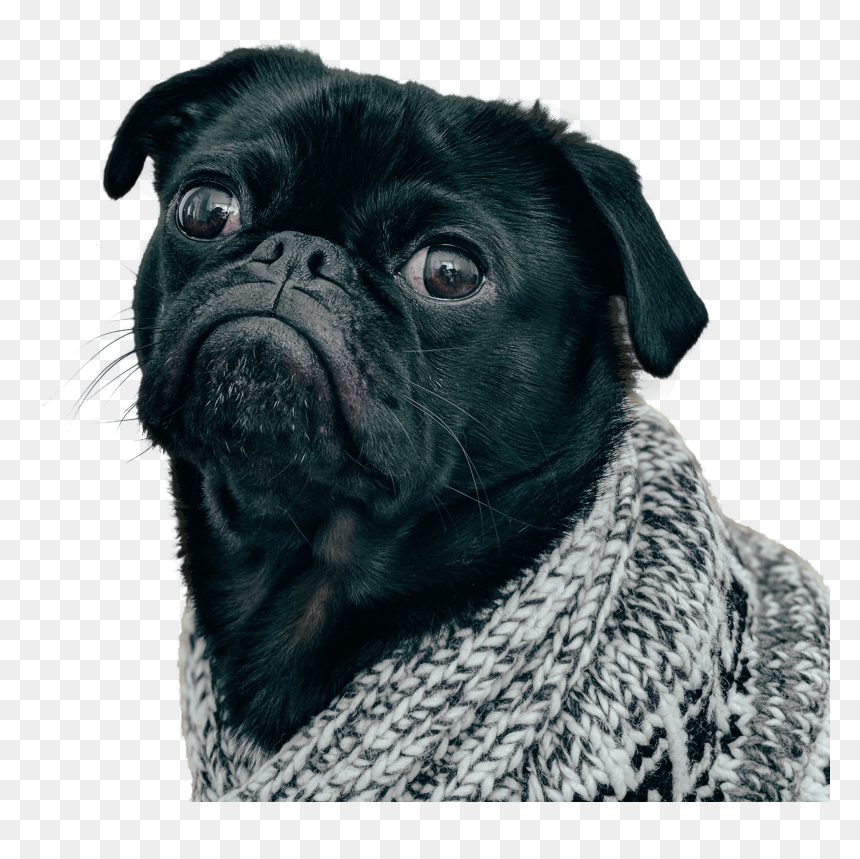 Black Pug Png - Black Pug Transparent Background, Png Download - black pug png